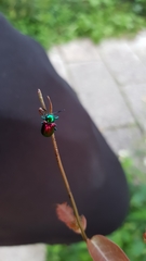 Platycorynus sauteri