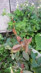 Platycorynus sauteri