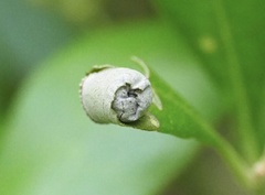 Homoeolabus analis