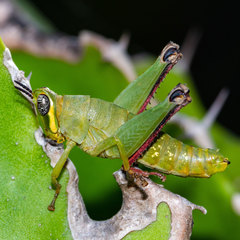 Thericleidae
