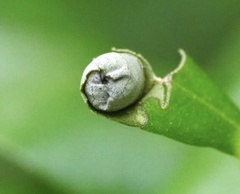 Homoeolabus analis