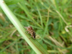 Hyllus