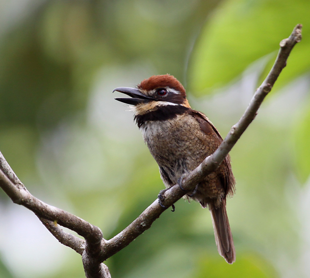 Chestnut-capped Puffbird (Bucco macrodactylus) photo