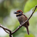 Chestnut-capped Puffbird - Photo (c) John Ester, some rights reserved (CC BY)