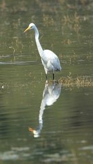 Ardea alba