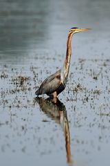 Ardea purpurea