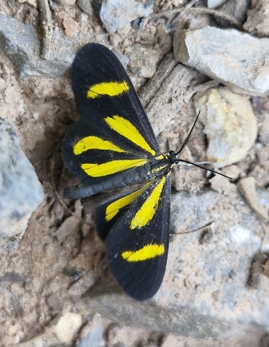 Atyria durnfordi