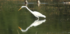 Ardea alba