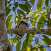 Brown-banded Puffbird - Photo (c) Cláudio Dias Timm, some rights reserved (CC BY-NC-SA)