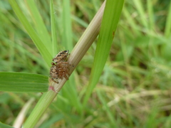Hyllus