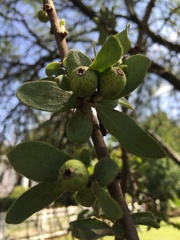 Agelanthus natalitius
