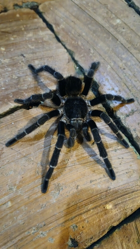 Vitalius sorocabae
