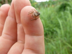 Hyllus