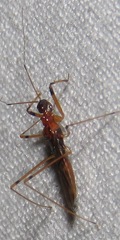 Tagalis inornata
