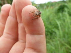 Hyllus