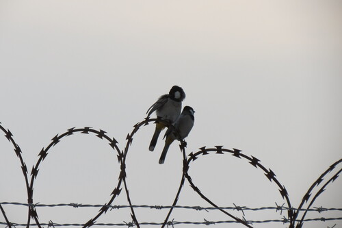 White-eared Bulbul (Pycnonotus leucotis), photo 6