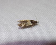 Triclonella determinatella