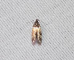 Triclonella determinatella