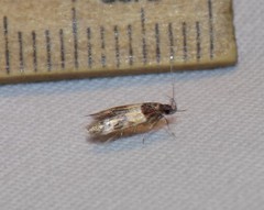 Triclonella determinatella