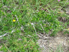 Searsia longispina