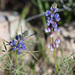 Coulter's Lupine - Photo (c) Gordon Karre, some rights reserved (CC BY-NC), uploaded by Gordon Karre