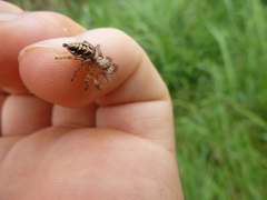 Hyllus
