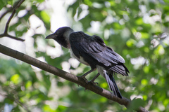 Corvus cornix