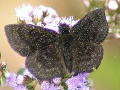 Bolla brennus
