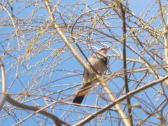 Turdus eunomus