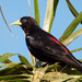 Red-rumped Cacique - Photo (c) Cláudio Dias Timm, some rights reserved (CC BY-NC-SA)