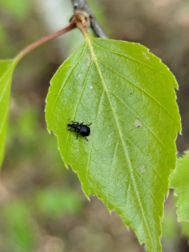 Birch Leaf-rolling Weevil