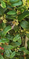 Xylocopa virginica