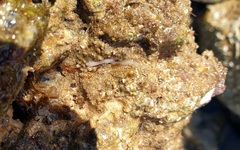 Baseodiscus delineatus