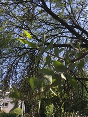 Agelanthus natalitius