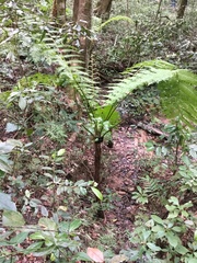 Cyathea costaricensis