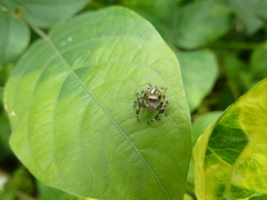 Salticidae