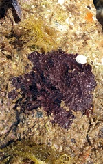 Chelonaplysilla violacea