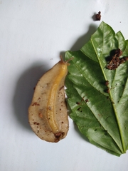 Sarasinula linguaeformis