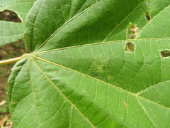 Heliocarpus