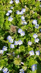 Veronica persica