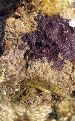 Chelonaplysilla violacea