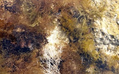 Lepidoblennius marmoratus