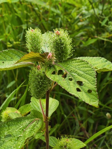 Acalypha arvensis, photograph 4