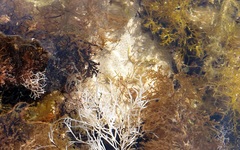 Lepidoblennius marmoratus