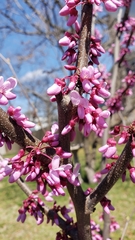 Cercis canadensis