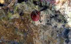 Isanemonia australis