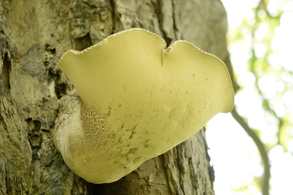 Cerioporus squamosus · April 2026 · photo: © cryptomarasmius (iNaturalist, cc-by)