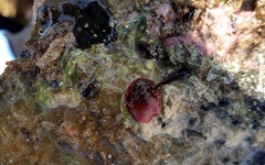 Isanemonia australis