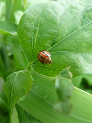 Coccinellidae