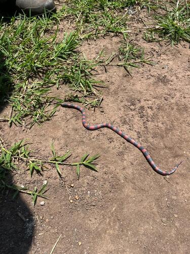 Coral Earth Snake, Geophis semidoliatus